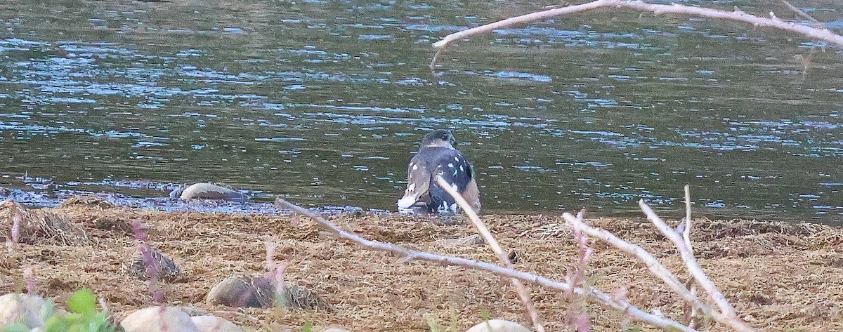 Cooper's Hawk - ML646312321