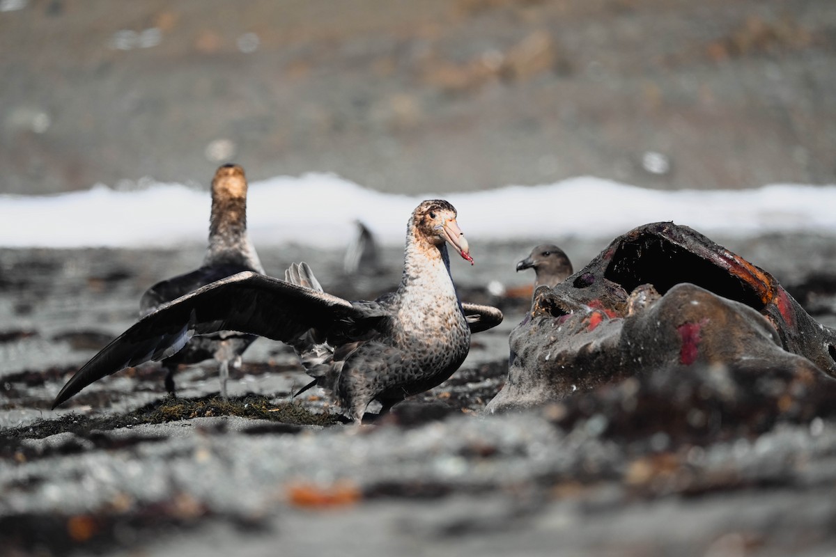 Southern Giant-Petrel - ML646312322