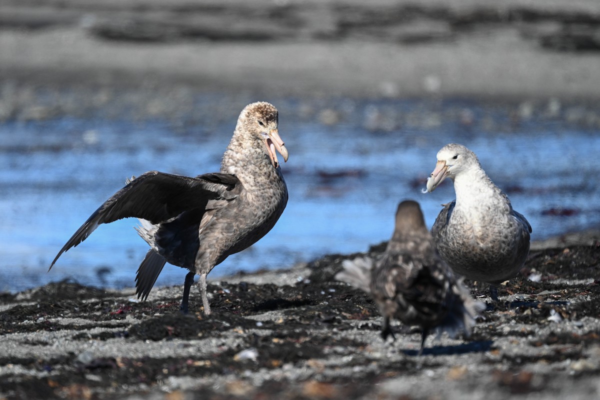 Antarktik Dev Fırtınakuşu - ML646312323