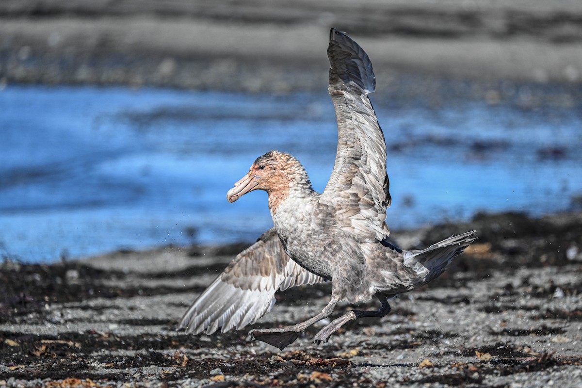 Antarktik Dev Fırtınakuşu - ML646312324