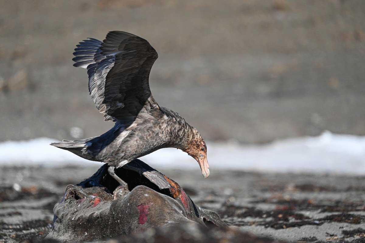 Antarktik Dev Fırtınakuşu - ML646312325