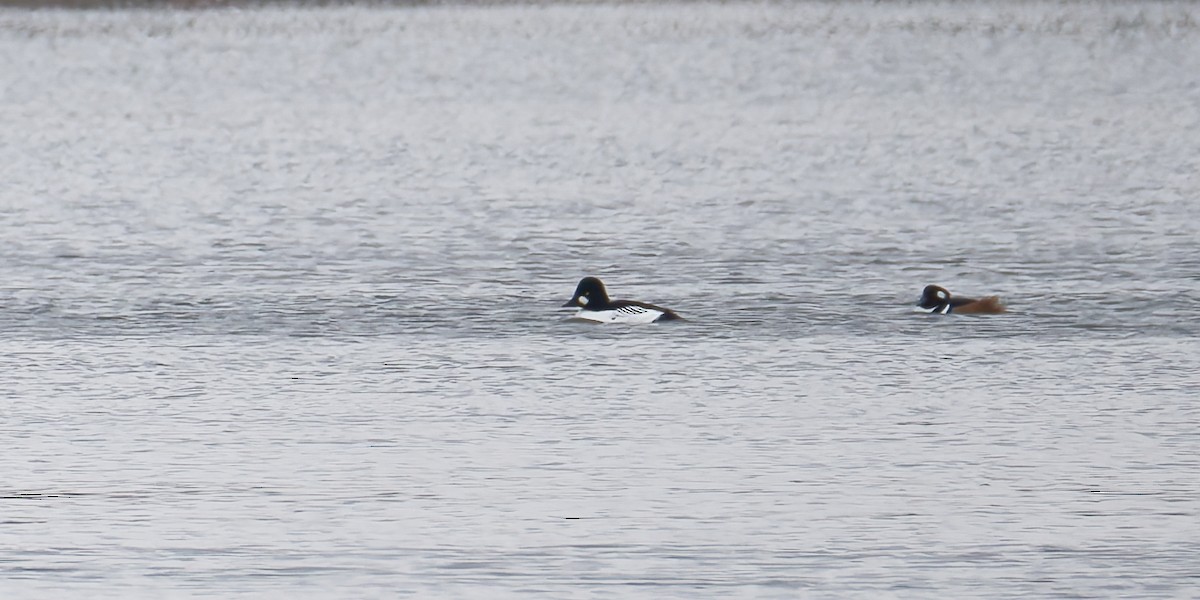 Serreta Capuchona - ML646312326