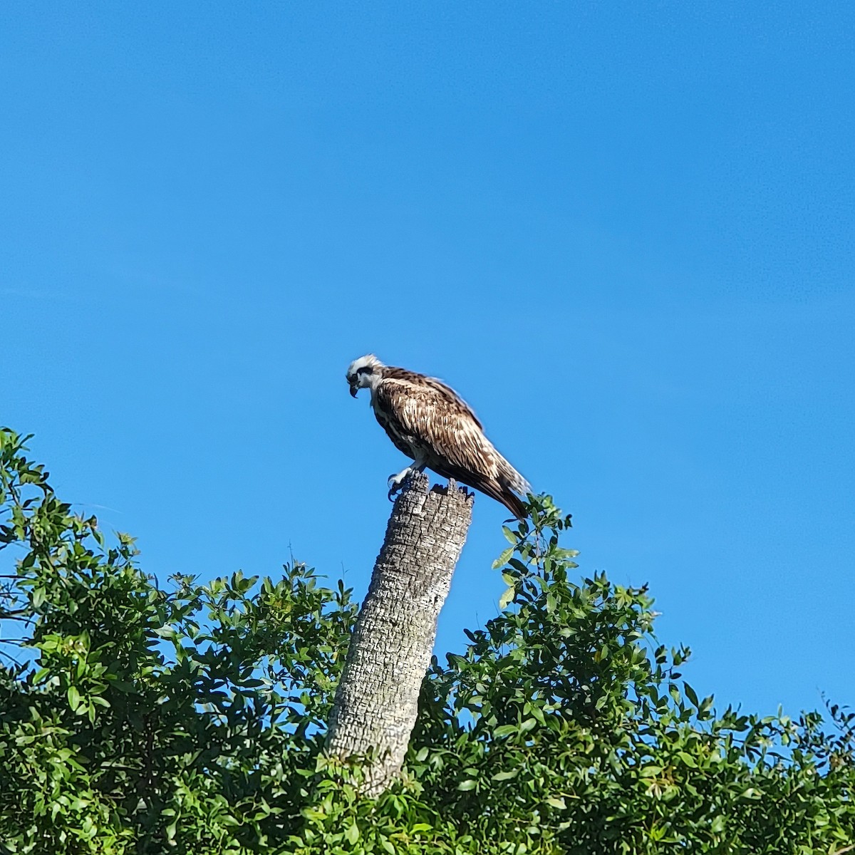 Загасч явлаг - ML646312332