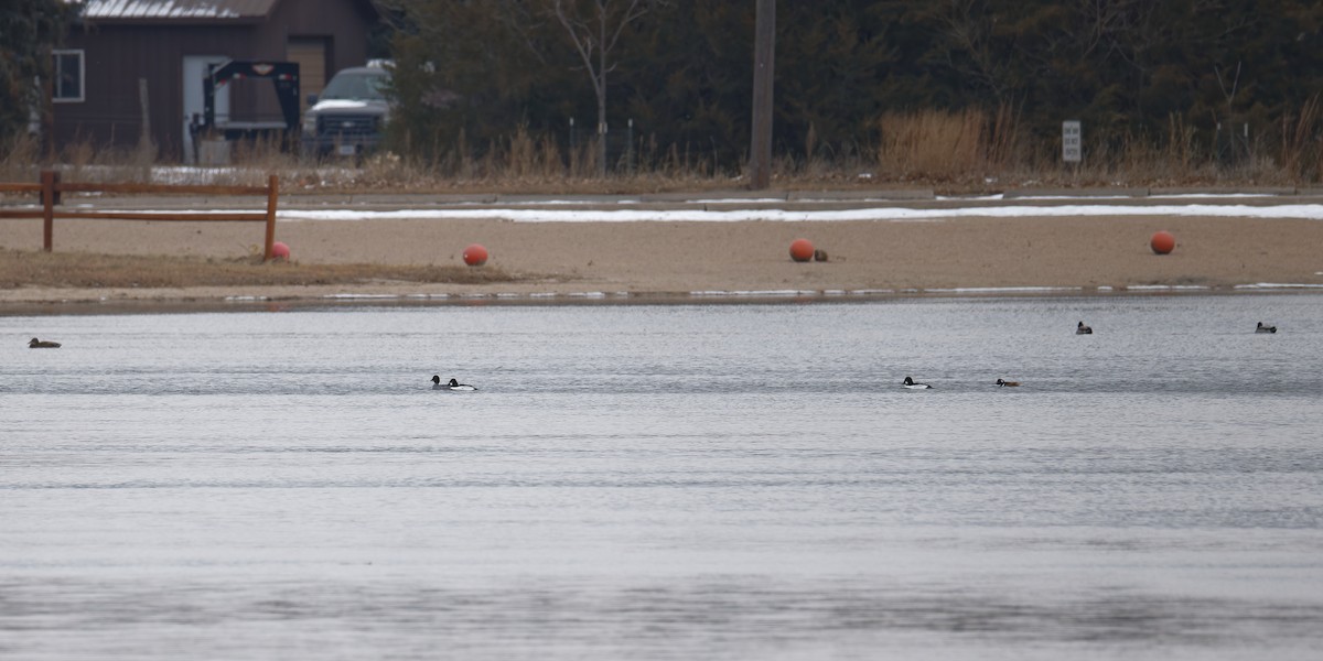 Porrón Osculado - ML646312333