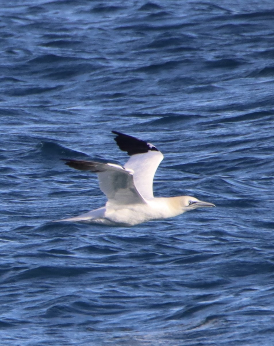 סולה מצויה - ML646312335