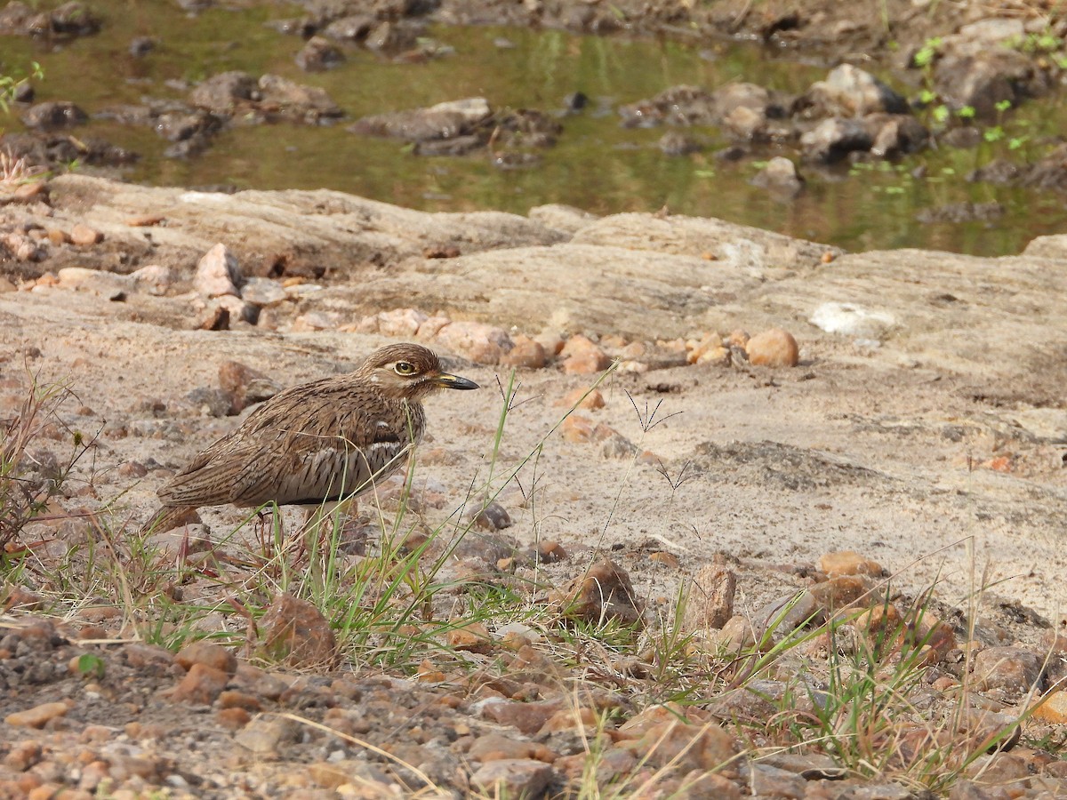 Water Thick-knee - ML646312340