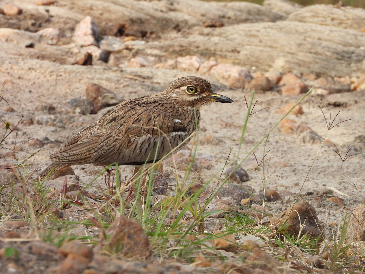 Water Thick-knee - ML646312341
