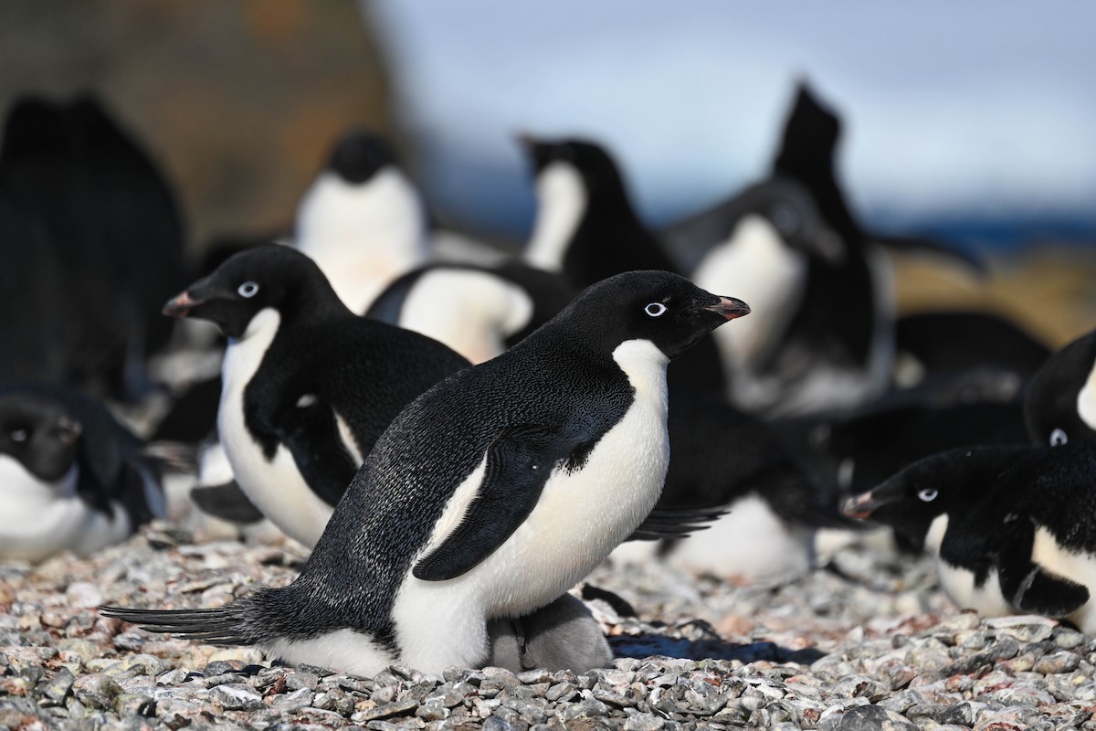 Adelie Penguin - ML646312346