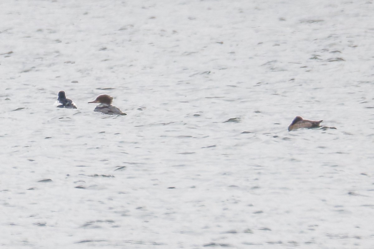 Serreta Grande - ML646312351