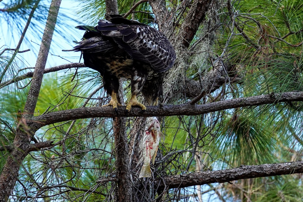 Pygargue à tête blanche - ML646312354