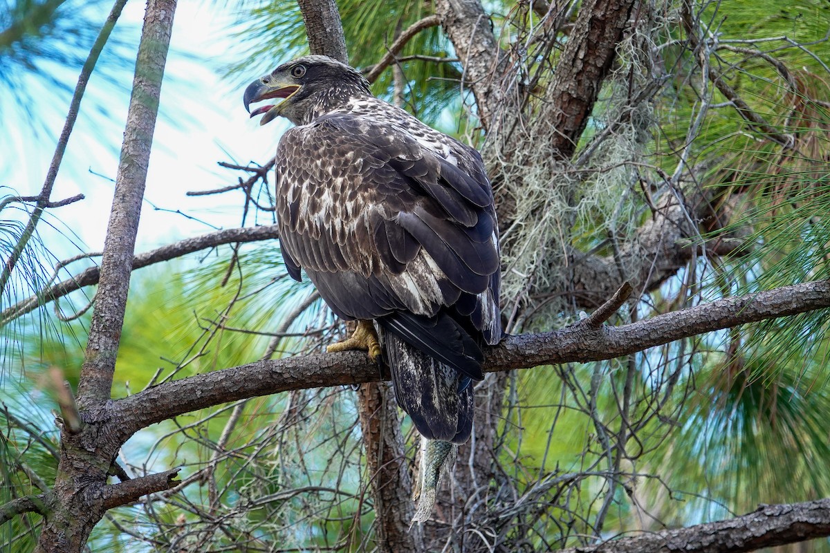 Pygargue à tête blanche - ML646312355