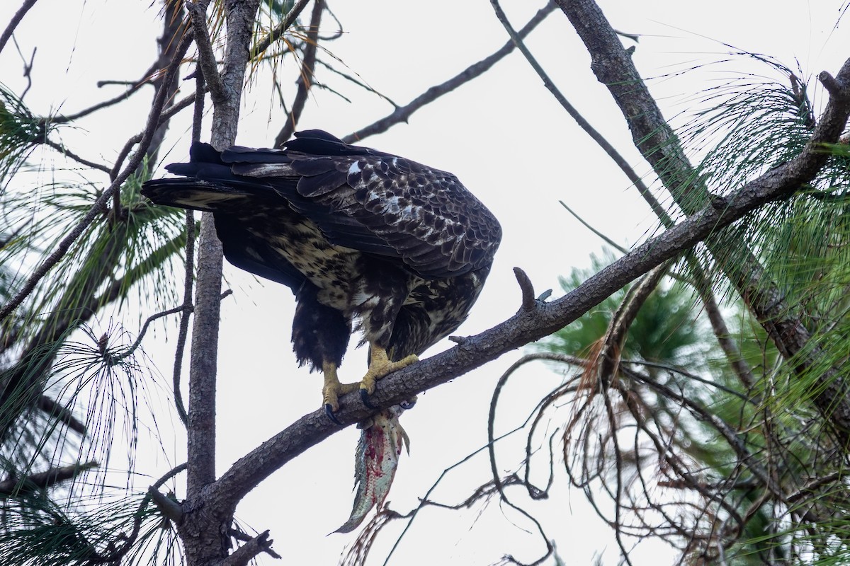 Pygargue à tête blanche - ML646312356