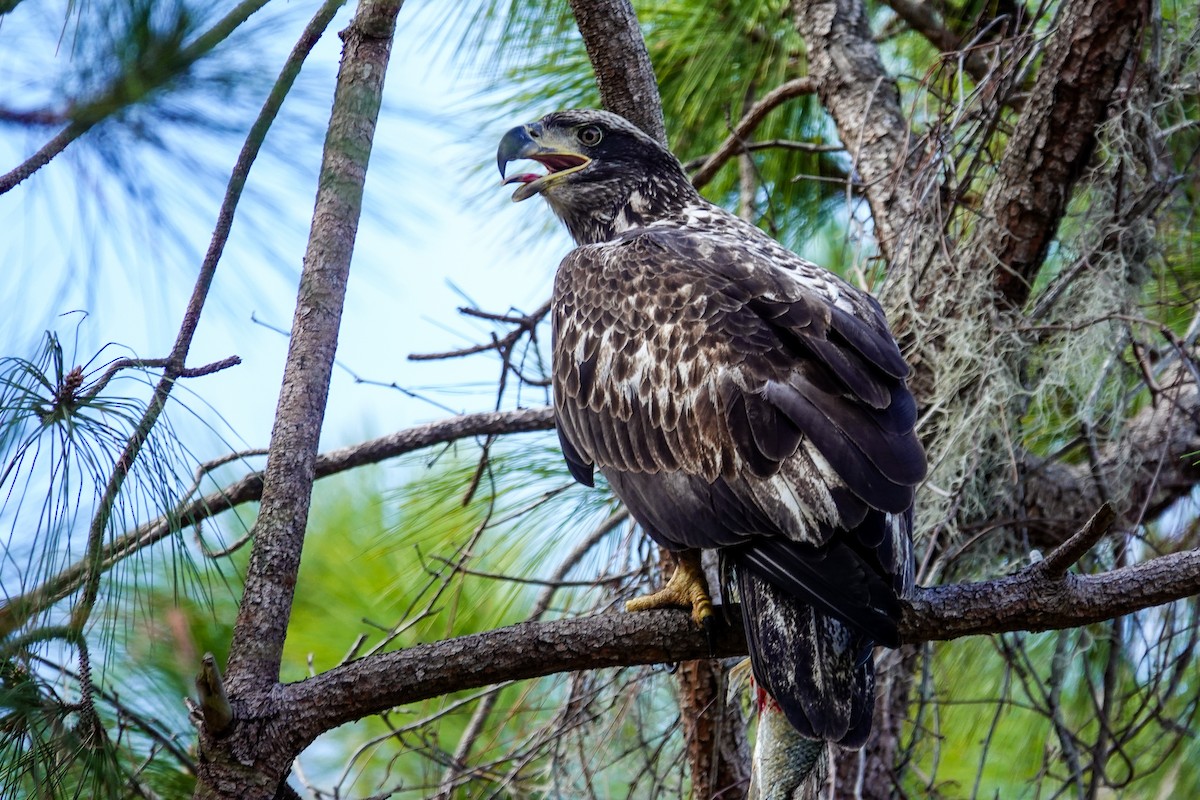 Pygargue à tête blanche - ML646312357