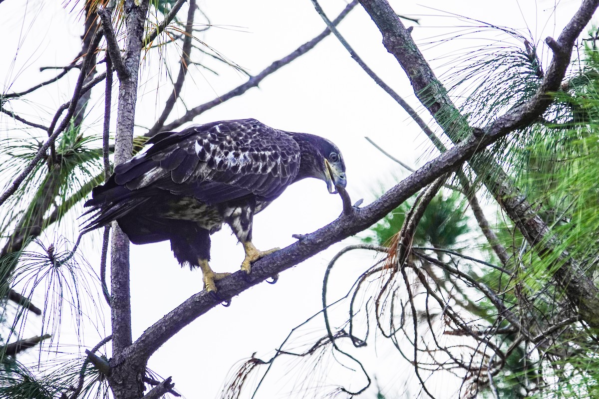 Pygargue à tête blanche - ML646312358