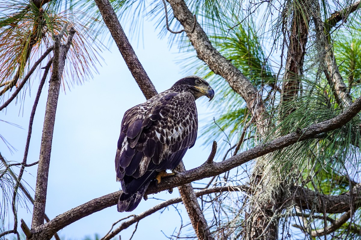 Pygargue à tête blanche - ML646312360