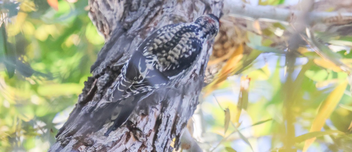 Rotnacken-Saftlecker - ML646312362