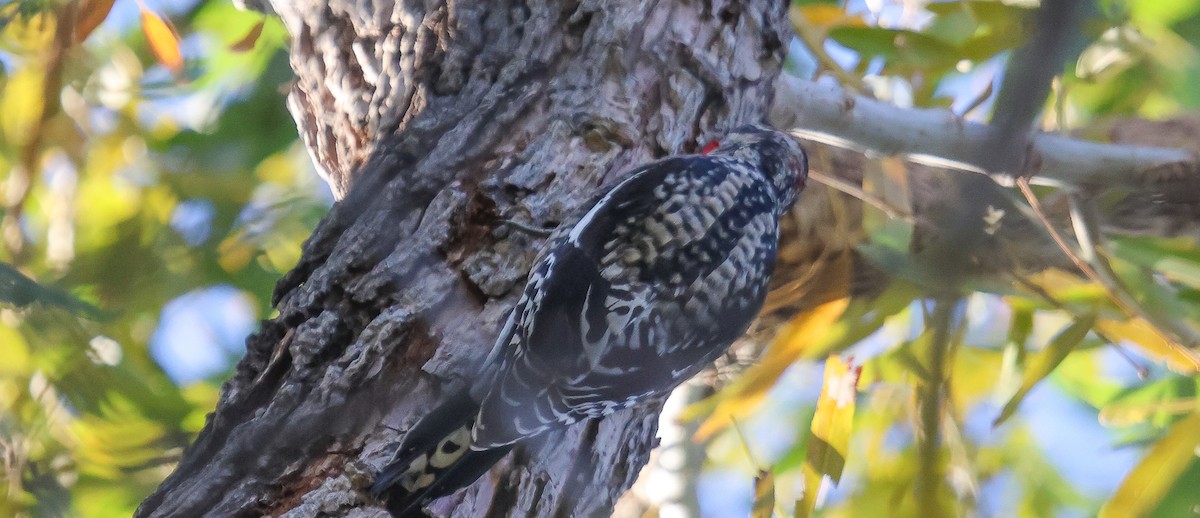 Rotnacken-Saftlecker - ML646312367