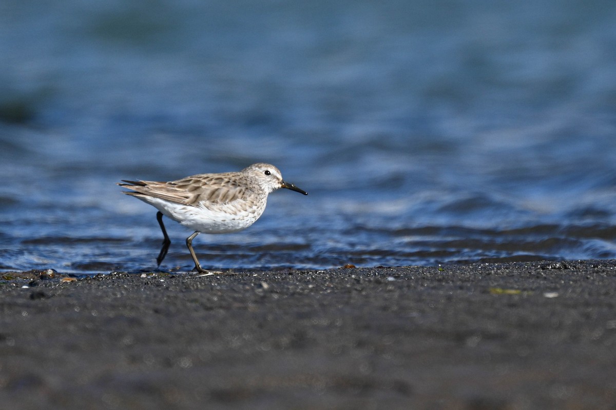 White-rumped Sandpiper - ML646312369
