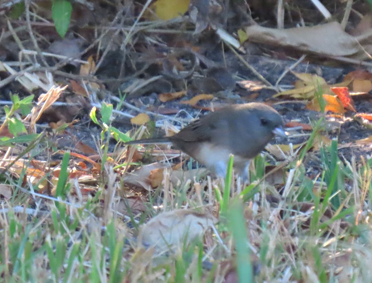 Dark-eyed Junco - ML646312370