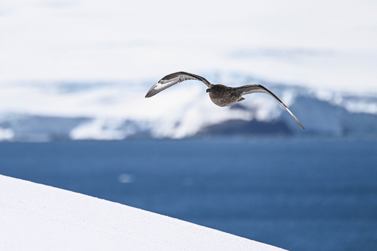 Brown Skua - ML646312373