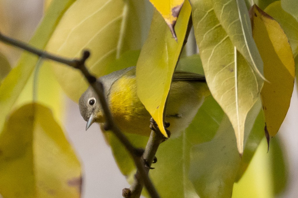 Nashville Warbler - ML646312374