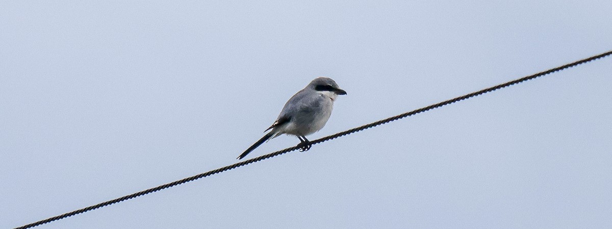 Loggerhead Shrike - ML646312376