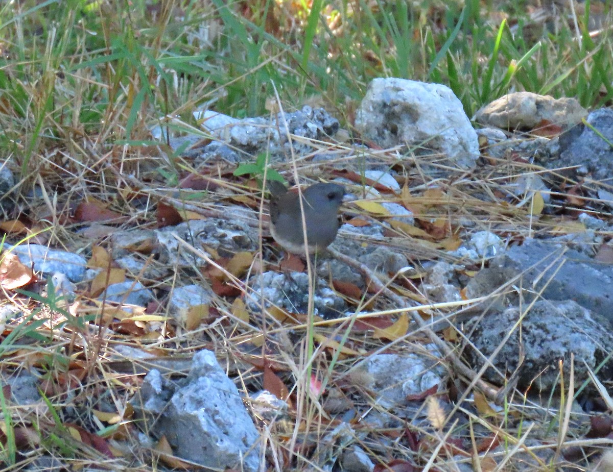Dark-eyed Junco - ML646312377