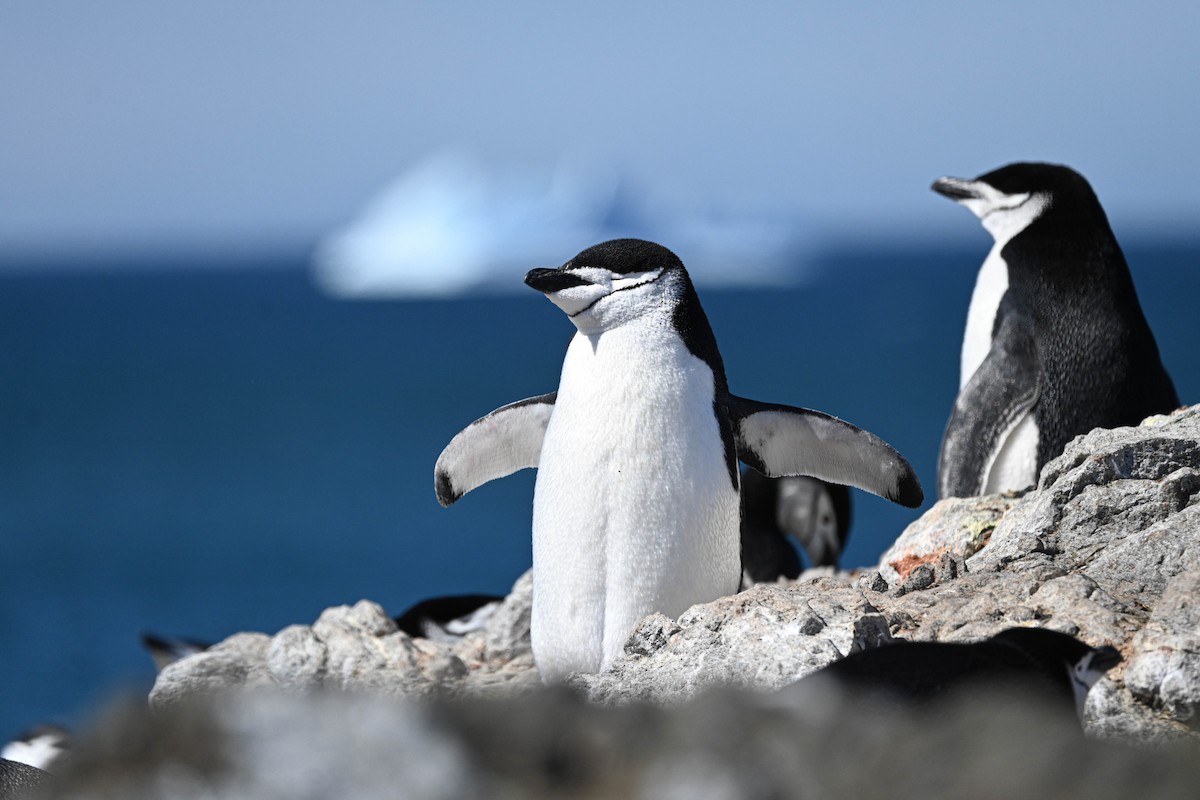 Chinstrap Penguin - ML646312378