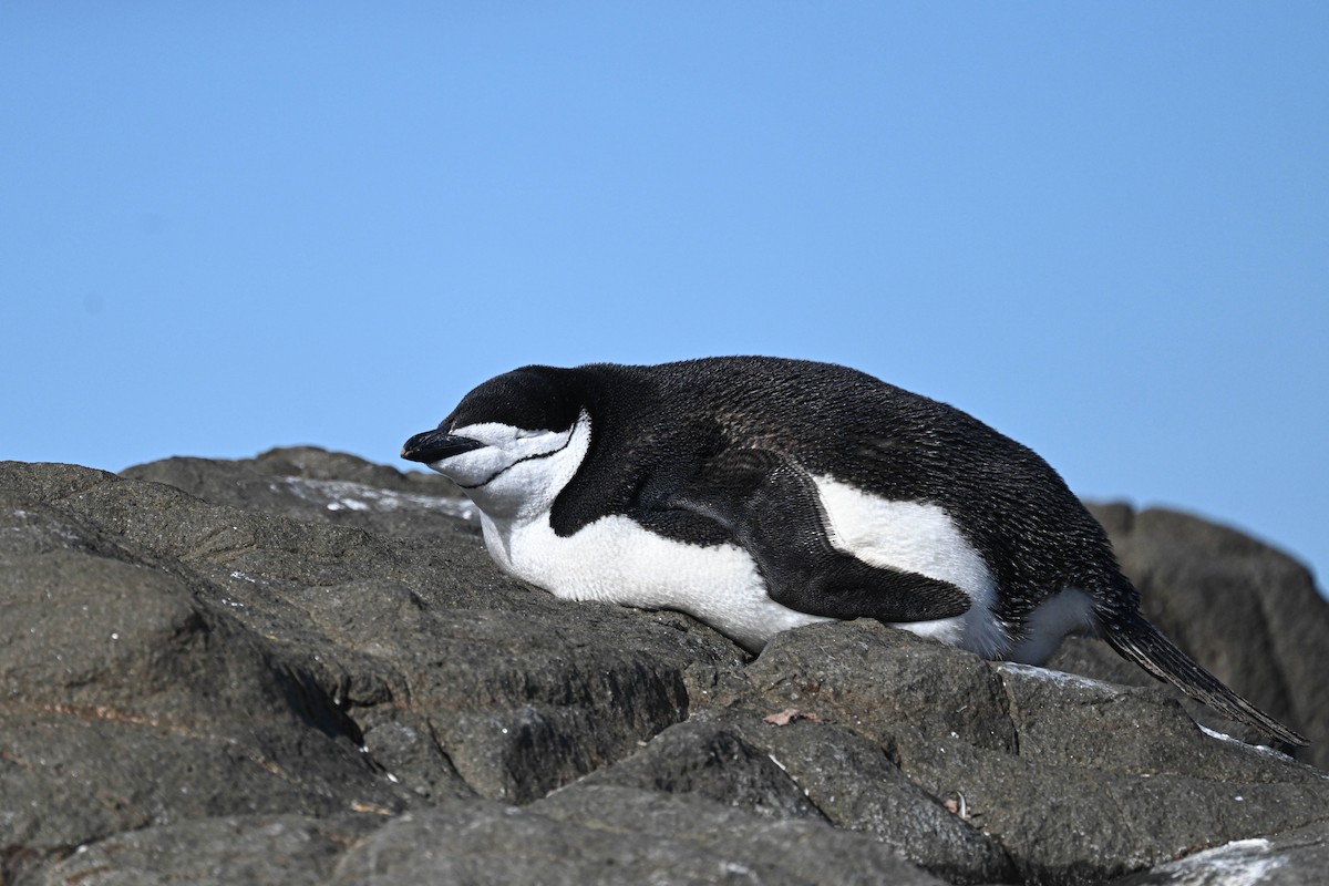 Chinstrap Penguin - ML646312379