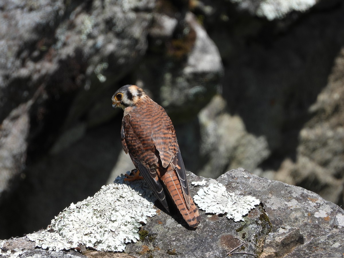 American Kestrel - ML646312382