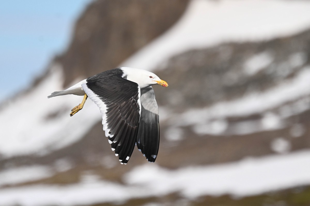 Kelp Gull - ML646312390