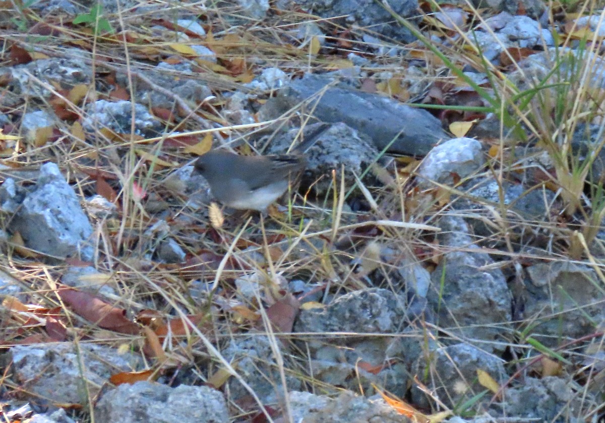 Dark-eyed Junco - ML646312391