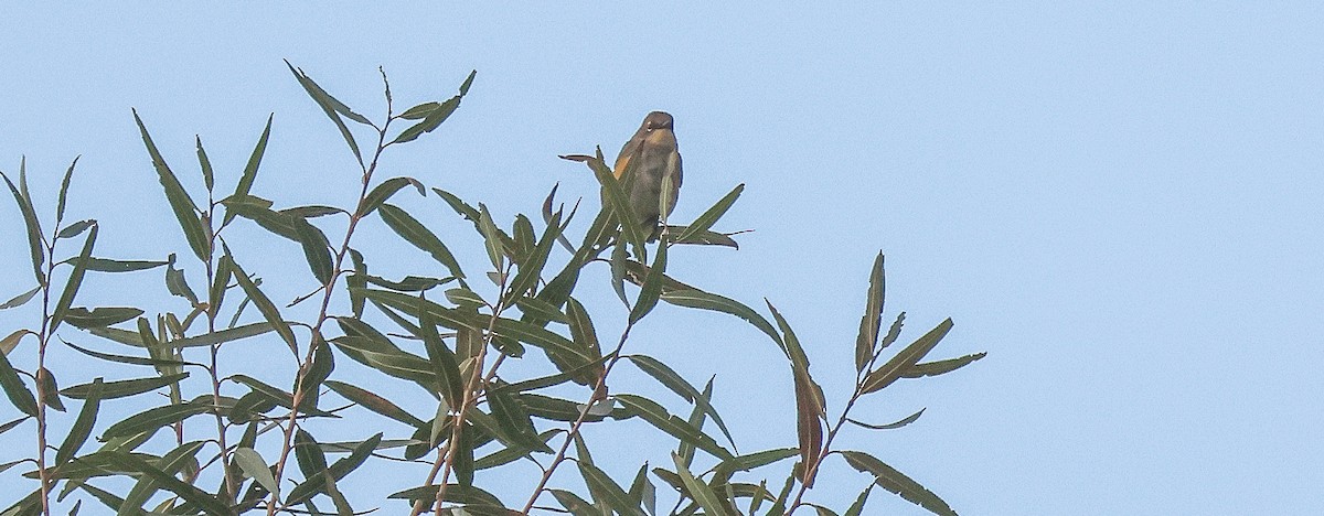 Yellow-rumped Warbler - ML646312392