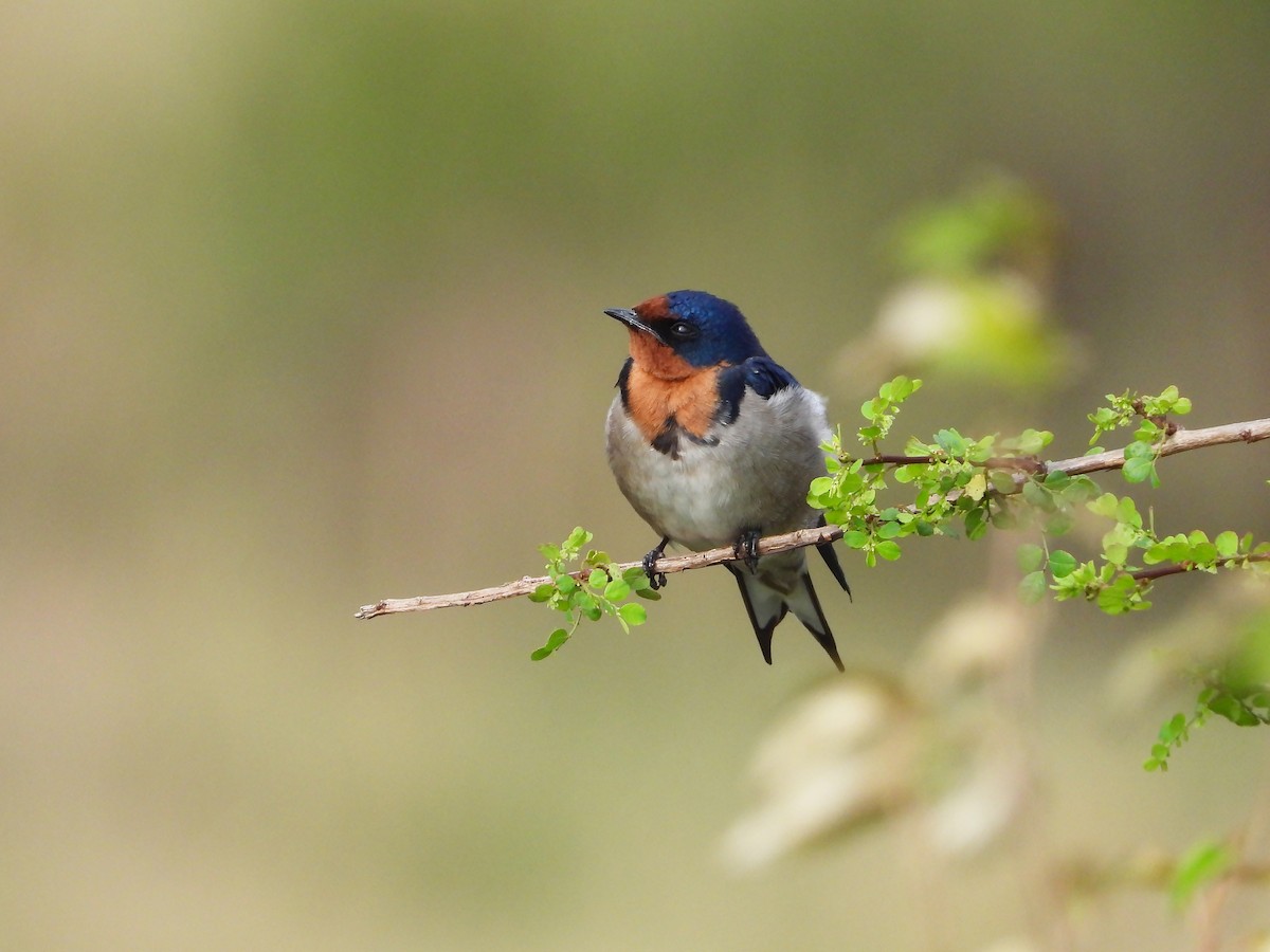 Angola Swallow - ML646312396