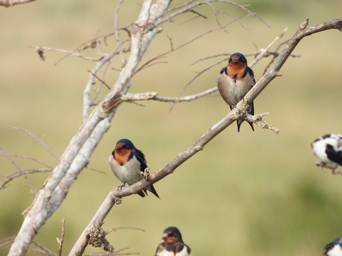 Angola Kırlangıcı - ML646312397