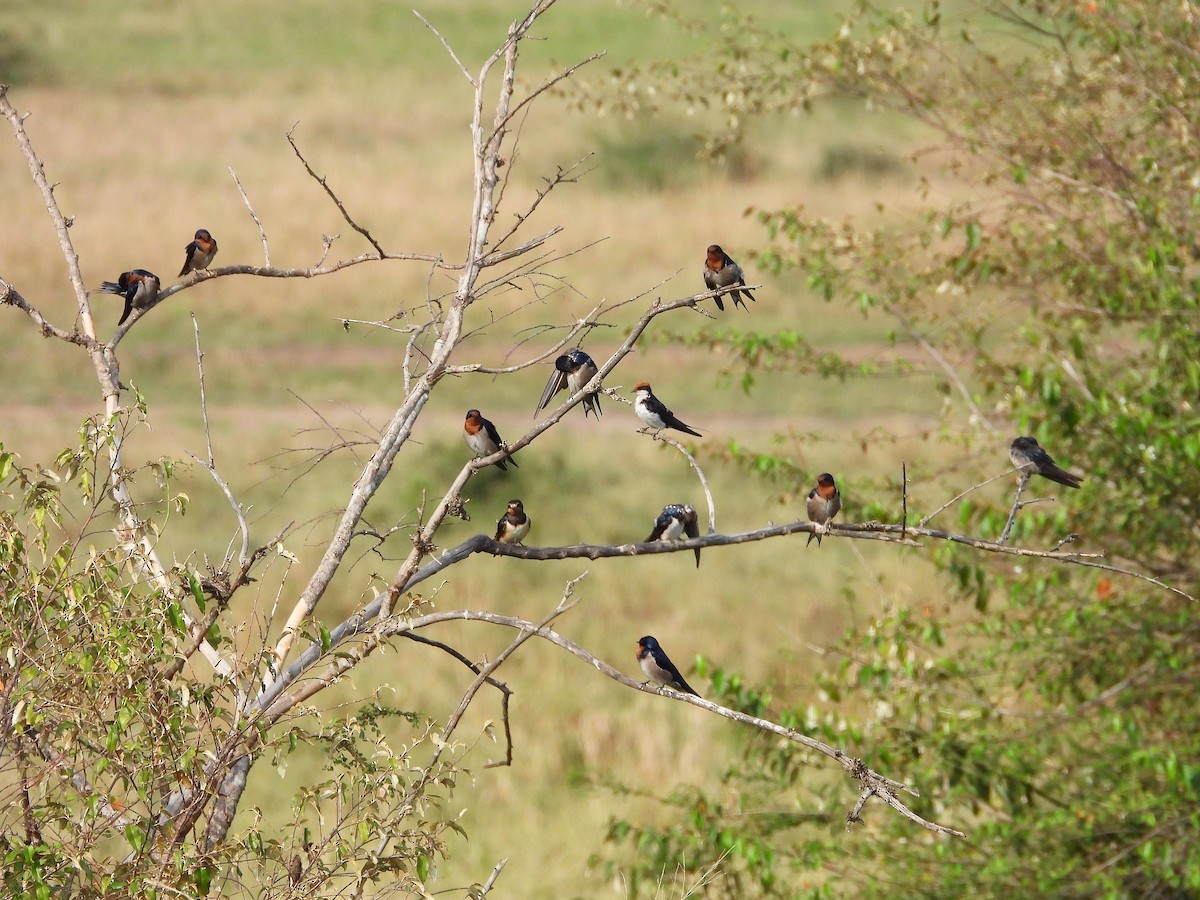 Angola Kırlangıcı - ML646312398