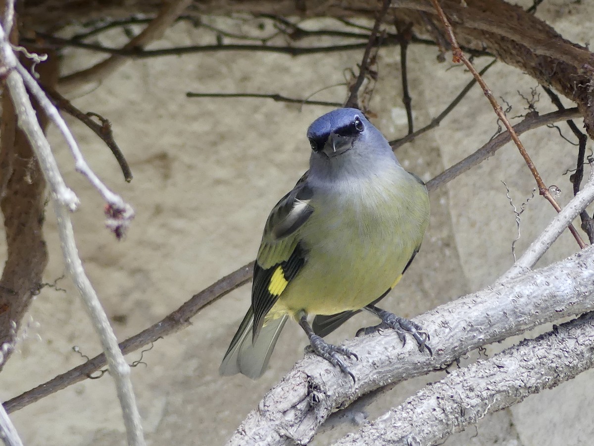 Sarı Kanatlı Tangara - ML646312400