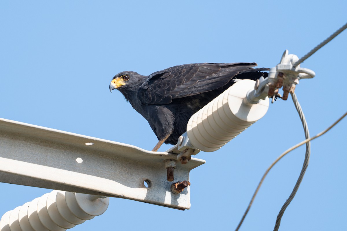 Kara Yengeç Şahini - ML646312402