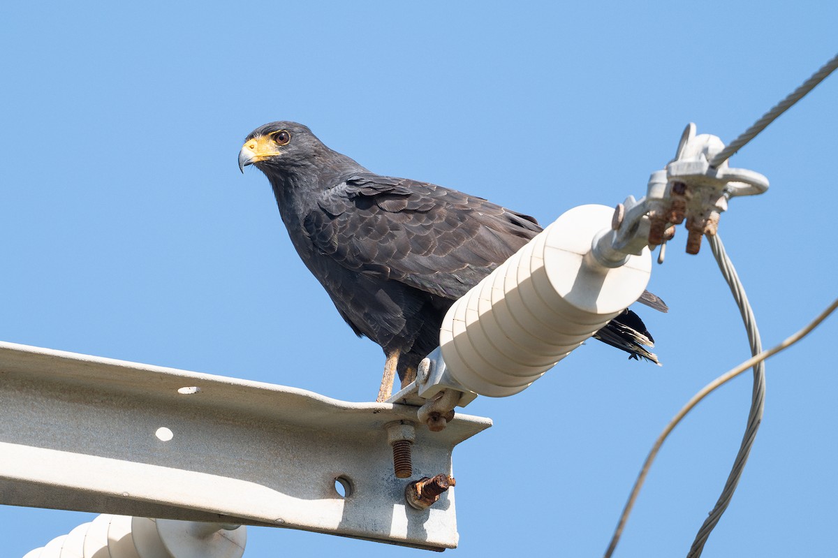 Kara Yengeç Şahini - ML646312403