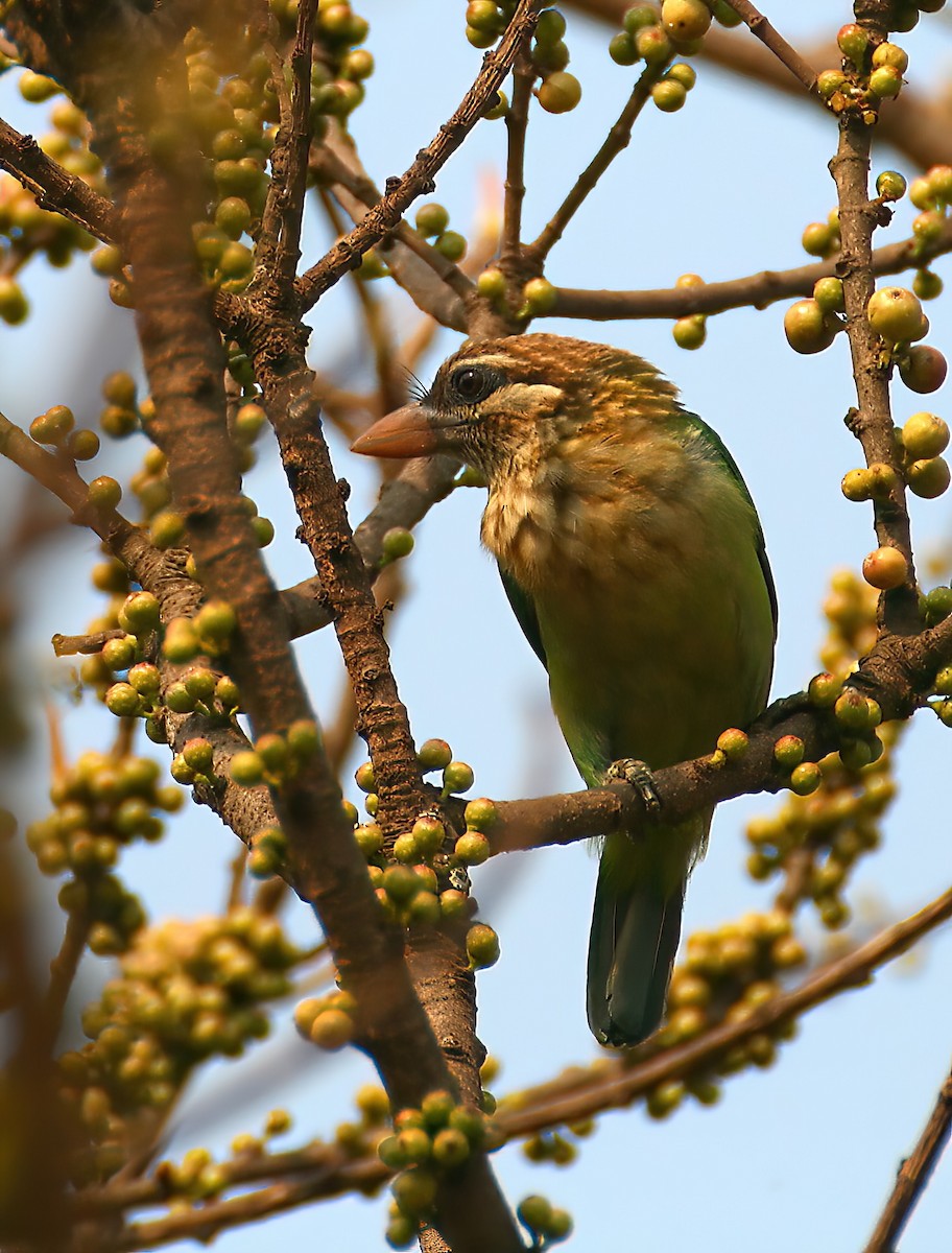 Ak Yanaklı Barbet - ML646312404