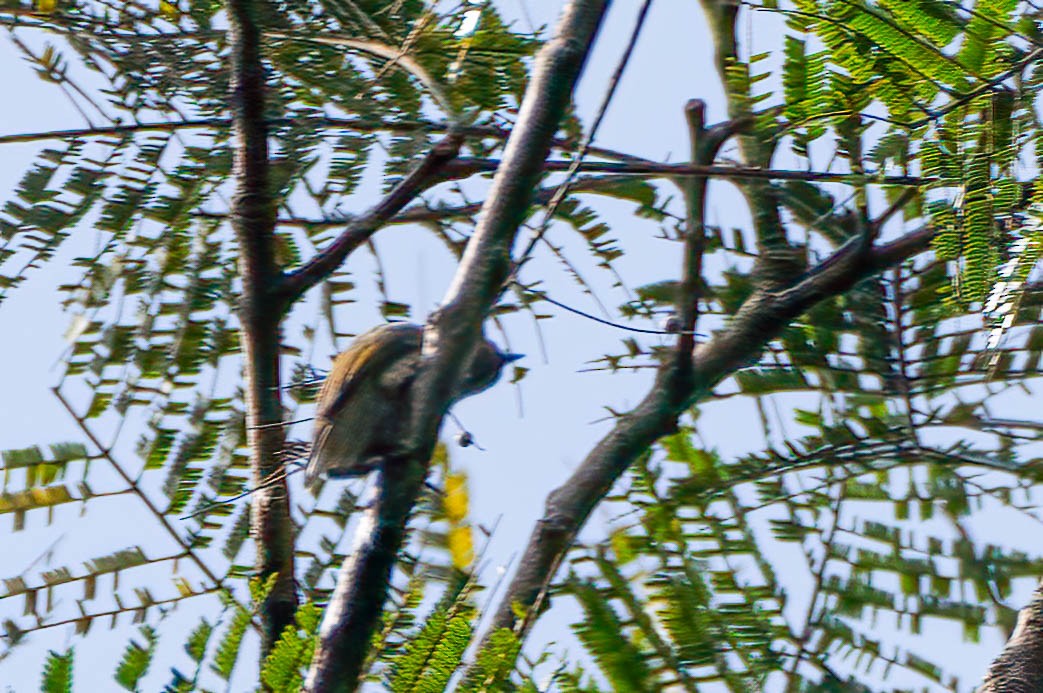 Willcocks's Honeyguide - ML646312405