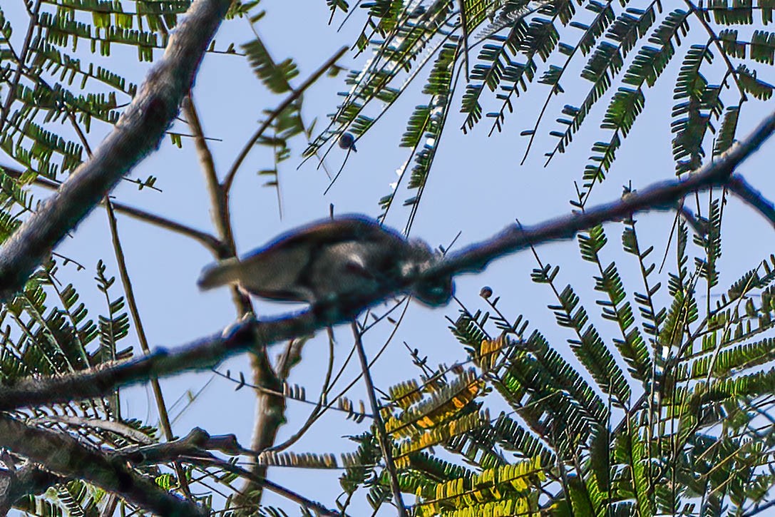 Willcocks's Honeyguide - ML646312406