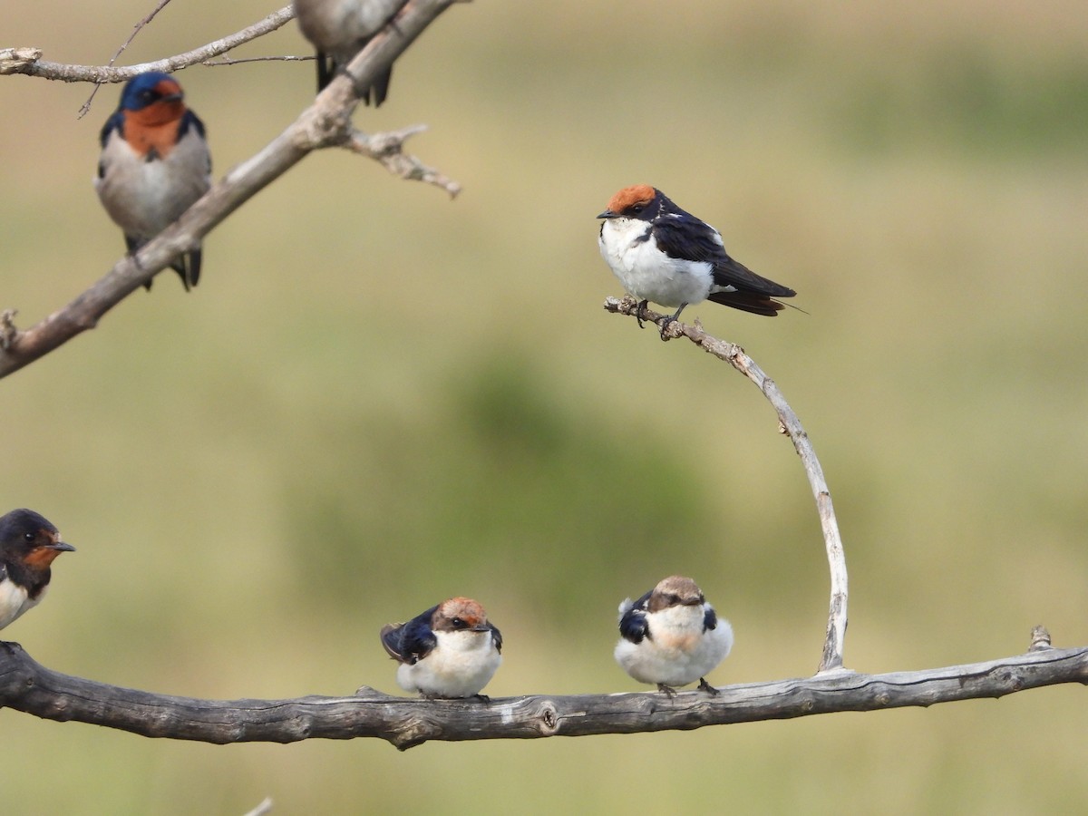 Tel Kuyruklu Kırlangıç - ML646312407