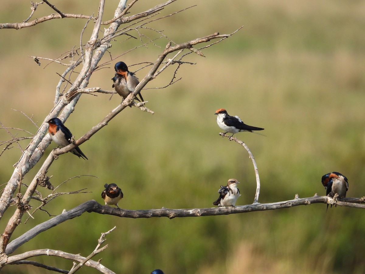 Tel Kuyruklu Kırlangıç - ML646312408