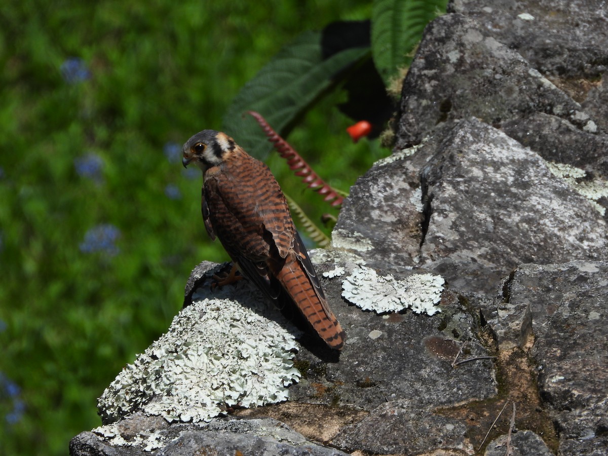 Ala Kerkenez - ML646312409