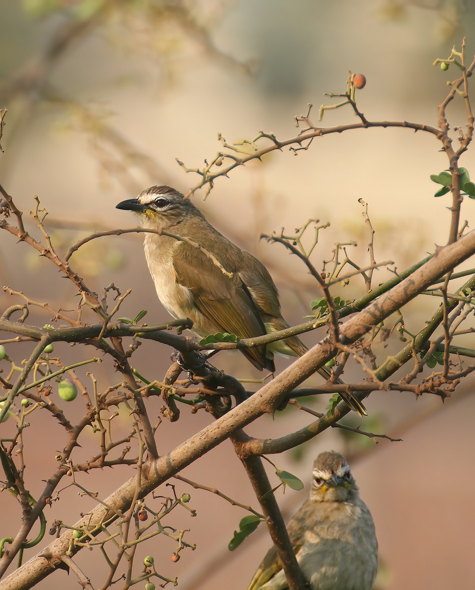 Ak Kaşlı Arapbülbülü - ML646312410