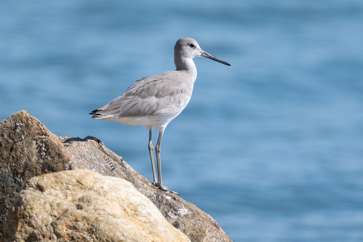 Boz Düdükçün - ML646312411