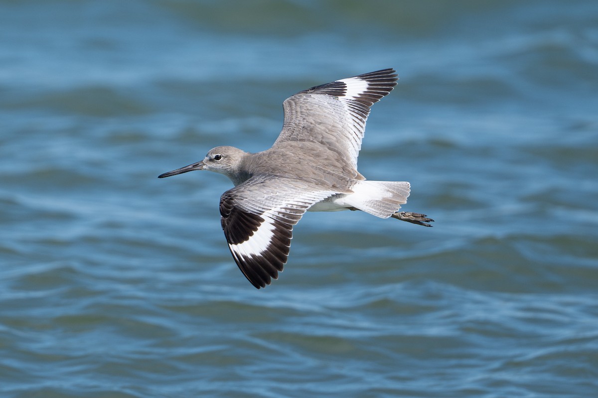 Boz Düdükçün - ML646312412