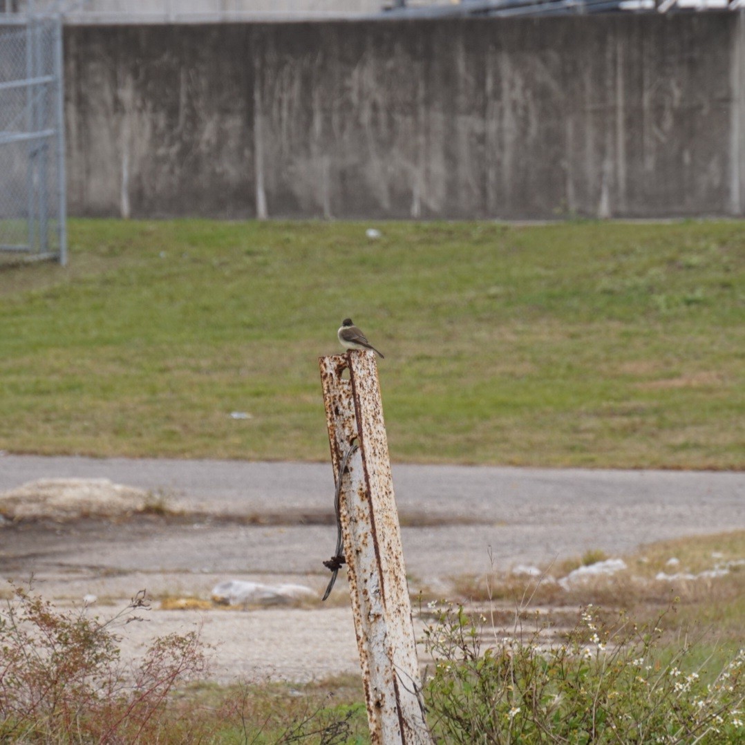 Ak Karınlı Fibi - ML646312413