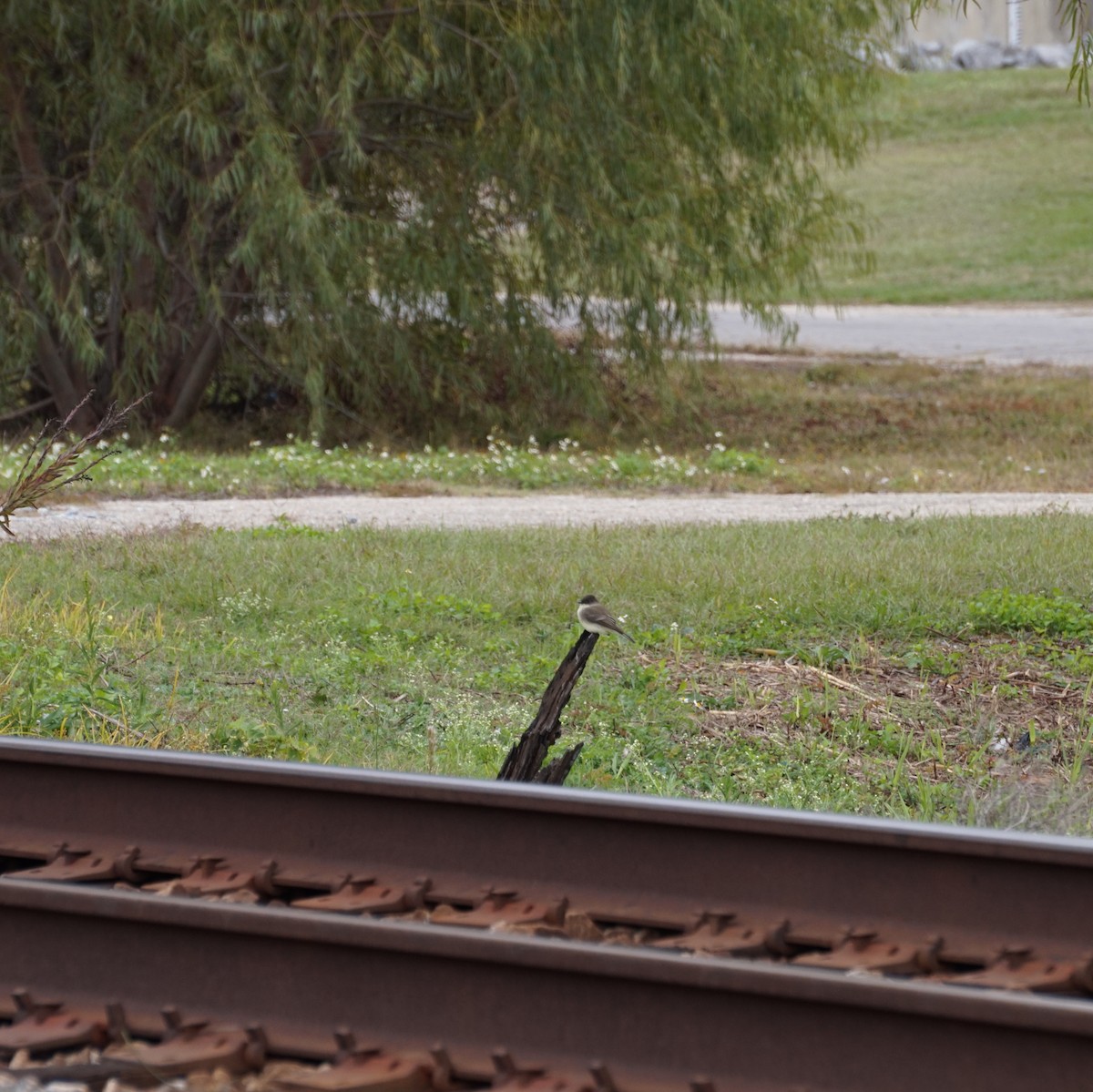 Ak Karınlı Fibi - ML646312414